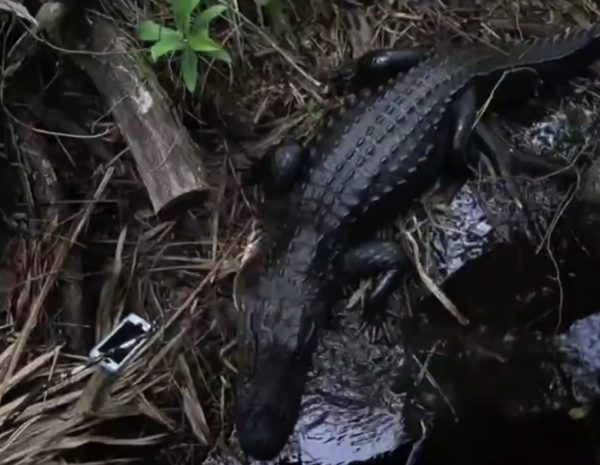 aligator