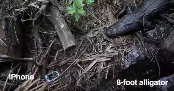 iphone-vs-aligator