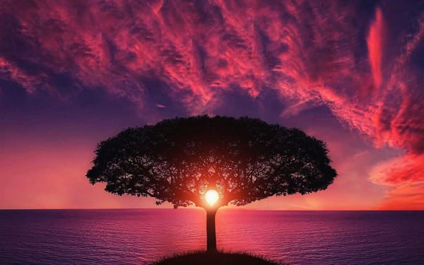 papers.co-no28-sea-tree-purple-sky-nature-3840x2400
